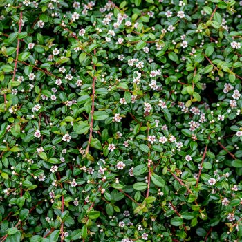 Cotoneaster procumbens (Skalník drobnolistý) ´QUEEN OF CARPET´ - kont. C2L, ⌀ 30-50 cm